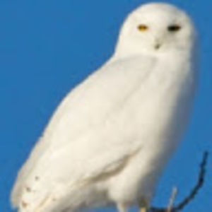 Meet your Posher, Jim